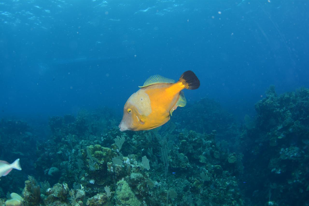 ווסט אנד Seagrape Plantation Resort & Dive Center מראה חיצוני תמונה